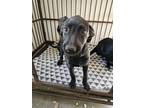 Adopt Greeley a Black - with White Golden Retriever / Boxer / Mixed dog in