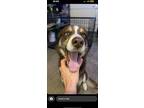 Adopt Riley a Brindle - with White Husky / Mixed dog in Columbia, MO (41396374)