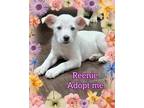 Adopt Reenie a Tan/Yellow/Fawn Labrador Retriever / Australian Shepherd / Mixed