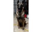 Adopt Yami a Brown/Chocolate - with Black Belgian Malinois / Mixed dog in San
