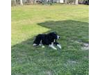 Adopt Max a Black - with White Border Collie / Mixed dog in Clarksville