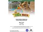Adopt Adoption Event Tues-Wed a Tan/Yellow/Fawn Siberian Husky / Border Collie /