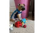 Adopt Luna a Tan/Yellow/Fawn - with White Black Mouth Cur / Mixed dog in