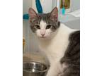 Adopt Miss Kitty a Gray, Blue or Silver Tabby Domestic Shorthair (short coat)