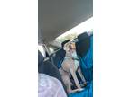 Adopt Kingston a Tan/Yellow/Fawn - with White Staffordshire Bull Terrier / Mixed