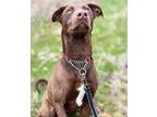 Adopt Clancy a Brown/Chocolate Labrador Retriever / Greyhound / Mixed dog in
