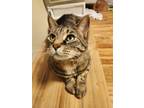 Adopt Bruce a Gray, Blue or Silver Tabby Domestic Shorthair / Mixed (short coat)