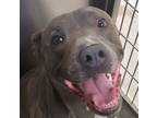 Adopt Otis a Mixed Breed (Large) / Mixed dog in Spokane Valley, WA (41396135)