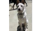 Adopt Milo a White - with Red, Golden, Orange or Chestnut Australian Cattle Dog