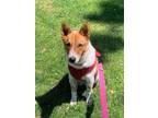 Adopt Merlin a Red/Golden/Orange/Chestnut - with White Australian Cattle Dog /