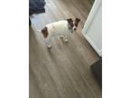 Adopt Charlie Jack a White - with Brown or Chocolate Jack Russell Terrier /
