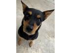 Adopt Biscuit a Black German Wirehaired Pointer / Mixed Breed (Small) / Mixed