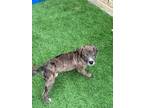 Adopt Brownie a Catahoula Leopard Dog / Mixed dog in Weatherford, TX (41253176)