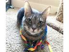 Adopt Charlie a Gray, Blue or Silver Tabby Domestic Shorthair / Mixed (short