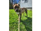 Adopt Rascal a American Pit Bull Terrier / Mixed dog in Lunenburg, VT (41040688)