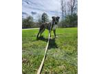 Adopt Phoenix a American Pit Bull Terrier / Mixed dog in Lunenburg