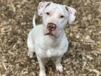 Adopt Callie a American Pit Bull Terrier / Labrador Retriever / Mixed dog in