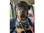 Adopt Rosanna a Black - with Brown, Red, Golden, Orange or Chestnut Rottweiler /