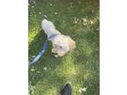Adopt Bombom a White Poodle (Standard) / Mixed dog in Oceanside, CA (41343706)