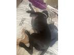 Adopt Mayo a Black Terrier (Unknown Type, Medium) / Bull Terrier / Mixed dog in