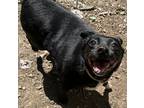 Adopt Moose-LOVES TOYS! a Black - with White Puggle / Schipperke / Mixed dog in