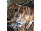 Adopt Funyun a Tan/Yellow/Fawn - with White Pit Bull Terrier / Mixed dog in