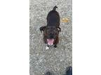 Adopt Zeus a Brindle Mountain Cur / Mixed dog in Minneapolis, MN (41395861)