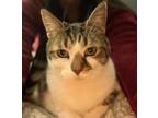 Adopt Laila a Cream or Ivory (Mostly) American Shorthair / Mixed (short coat)