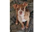 Adopt Frito a Tan/Yellow/Fawn - with White Pit Bull Terrier / Mixed dog in