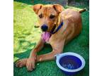 Adopt Ron a Red/Golden/Orange/Chestnut Rhodesian Ridgeback / Labrador Retriever