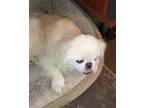 Adopt Caitlyn a White - with Tan, Yellow or Fawn Pekingese / Mixed dog in