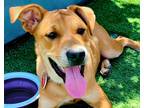 Adopt Harry a Red/Golden/Orange/Chestnut Rhodesian Ridgeback / Labrador