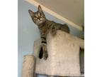 Adopt ROSS a Gray, Blue or Silver Tabby American Shorthair / Mixed (short coat)