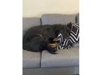 Adopt Duck a Brown/Chocolate - with White Australian Shepherd / Rottweiler /