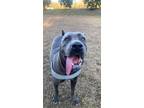 Adopt Valerie a Gray/Blue/Silver/Salt & Pepper Cane Corso / Mixed dog in