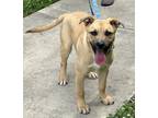Adopt buck a Brindle Black Mouth Cur / Mixed Breed (Medium) / Mixed (short coat)