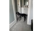 Adopt Dingo a Merle Australian Shepherd / Poodle (Standard) / Mixed dog in