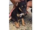 Adopt Jackson a Labrador Retriever / Mixed Breed (Medium) / Mixed dog in