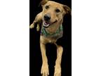 Adopt Chiquita a Black Mouth Cur / Mixed Breed (Medium) / Mixed dog in Buffalo