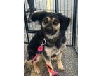 Adopt Starla a Labrador Retriever / Australian Shepherd / Mixed dog in Buffalo