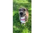 Adopt Maizy a Catahoula Leopard Dog / Husky / Mixed dog in Buffalo
