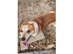 Adopt Skittles a Australian Cattle Dog / Mixed Breed (Medium) / Mixed dog in