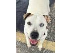 Adopt Gemma a Terrier (Unknown Type, Small) / Mixed Breed (Medium) / Mixed dog