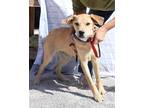 Adopt Ares a Golden Retriever / Great Pyrenees / Mixed dog in Bothell