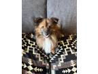 Adopt Little Bear a Black - with Tan, Yellow or Fawn Pomeranian / Mixed dog in