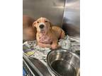 Adopt 24-235D Bandit a Tan/Yellow/Fawn Labrador Retriever / Mixed Breed (Medium)