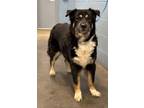 Adopt Mystic (HW-) a Black Australian Shepherd / German Shepherd Dog / Mixed