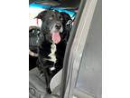 Adopt Odin a Black - with White Labrador Retriever / Bearded Collie / Mixed dog