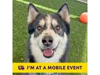 Adopt Bandit a Siberian Husky / Alaskan Malamute / Mixed dog in Walnut Creek