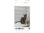 Adopt Arie M a Brown or Chocolate Bengal / Mixed (short coat) cat in Bowling